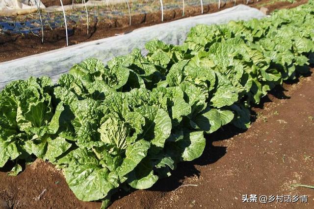 “立秋前后三四天、种植白菜莫迟延”，那移栽呢？又是什么时候