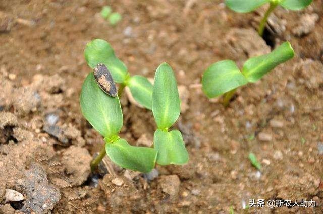 你不知道的葵瓜子种植技术，听老农和你细说，高产丰收有保障