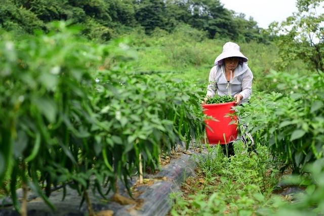 金华镇翁贡村：“订单”种植“钱”景旺 辣椒成熟采收忙