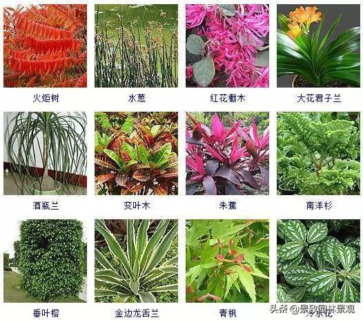 100种 · 常见观叶植物，你都认识吗？