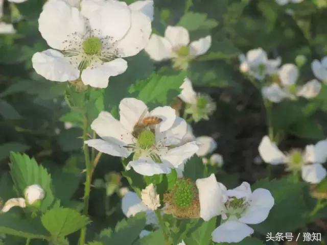 河南省省长陈润儿深入生命果有机树莓种植基地调研