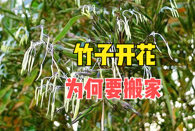 俗语“竹子开花，赶紧搬家”，竹子开花有啥预兆？为何要搬家？