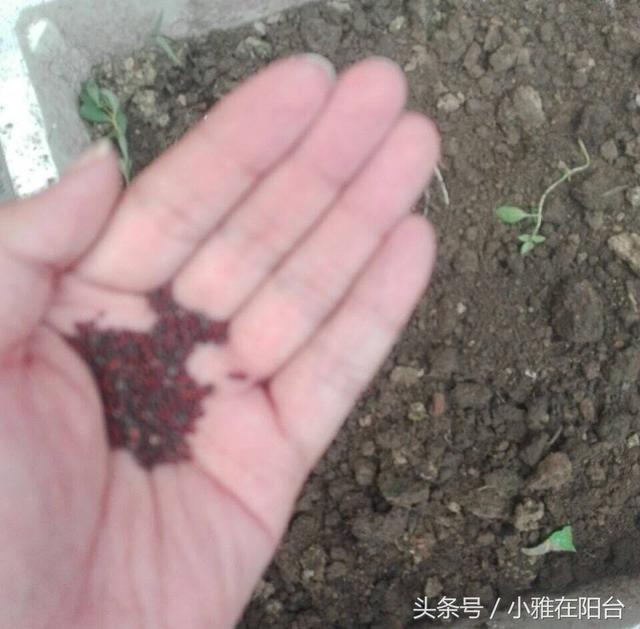 阳台花盆种荆芥，从播种到收获全过程记录，一个小窍门荆芥长疯了