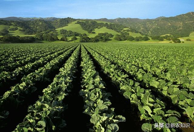 高山花椰菜春秋季高产栽培技术，不想高产都很难