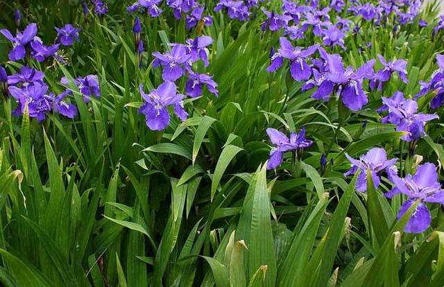 法国国花鸢尾花这样种植才显得出她的浪漫，鸢尾花种植技术送给你