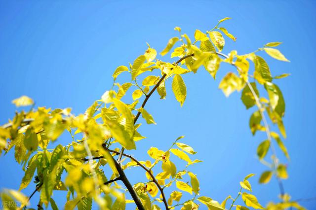 魅力云雾，干花不落，蓝宝石，常年金黄—赏10种植物的独特景观