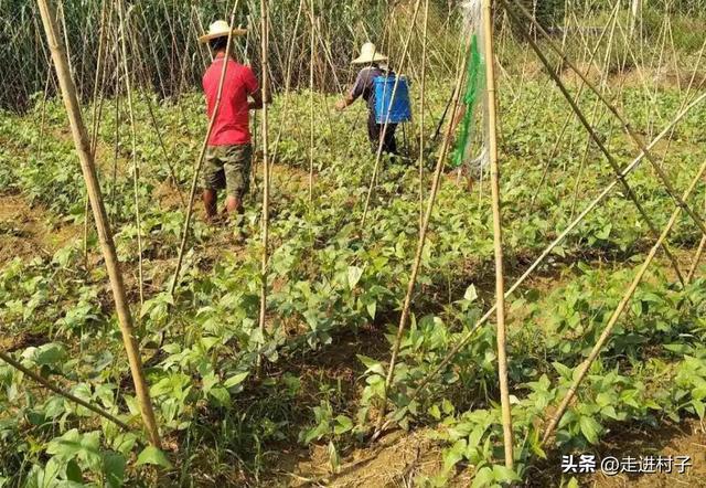 豆角长了一段时间，出现各种枯斑长豆少，赶紧用这两种方法