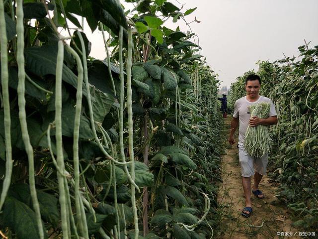 实用豆角种植技术与管理方法，7步教你轻松搞定