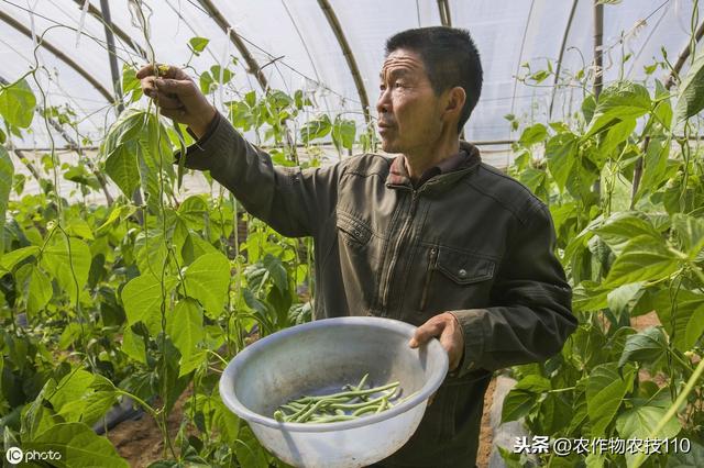 四季豆怎么种植产量高，效益好呢？（内附种植技术要点）