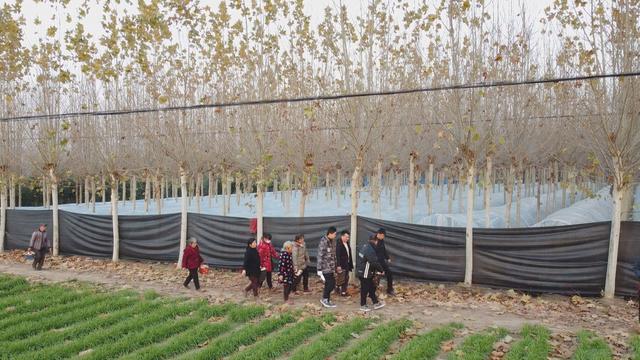 【产业兴旺】扶沟：赤松茸种植助农增收 林下经济带来好“钱”景