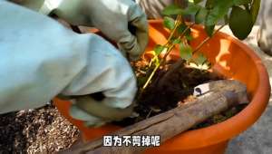 蓝莓北方种植技术视频(蓝莓秋季修剪、补酸、施肥管理#蓝莓苗)