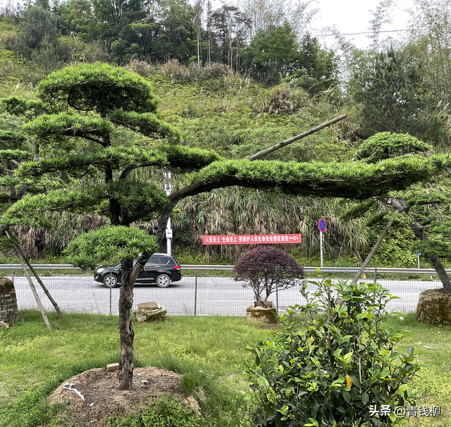 基金项目：罗汉松栽培与园林应用