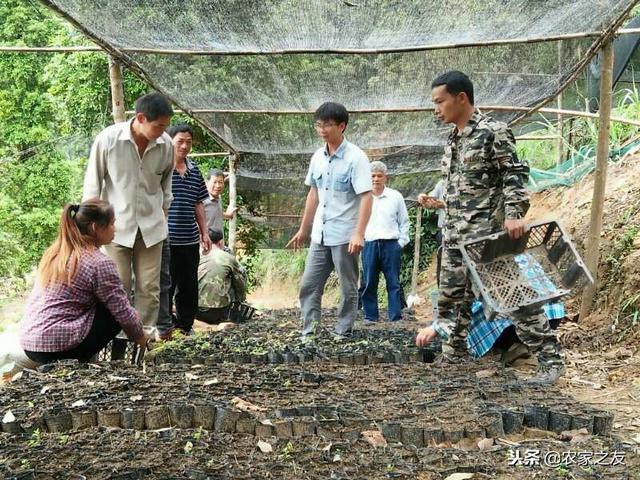 崇左农凯峰的灵芝种植致富密招：灵芝种植+乡村旅游