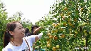 枣种植技术(基金项目：枣树良种‘玉玲铛’品种特性及丰产栽培技术)