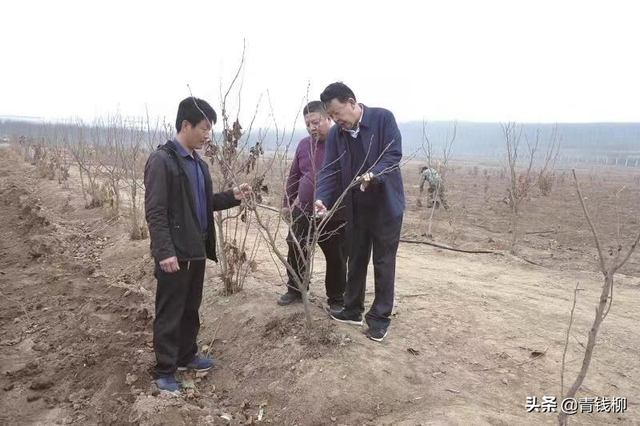 瘠薄山地平欧大果榛子丰产栽培技术探讨