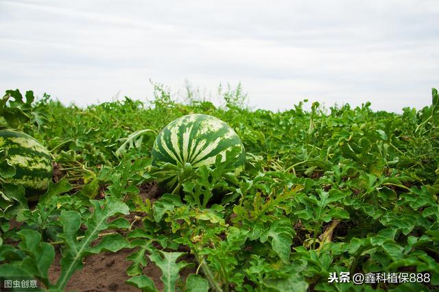 如何正确地防治西瓜重茬病的发生？给瓜农找好了对策