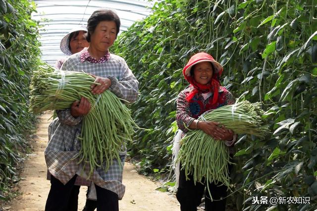 学会这些种植方法，让豆角高产秘决与管理措施，一般人我不告诉他