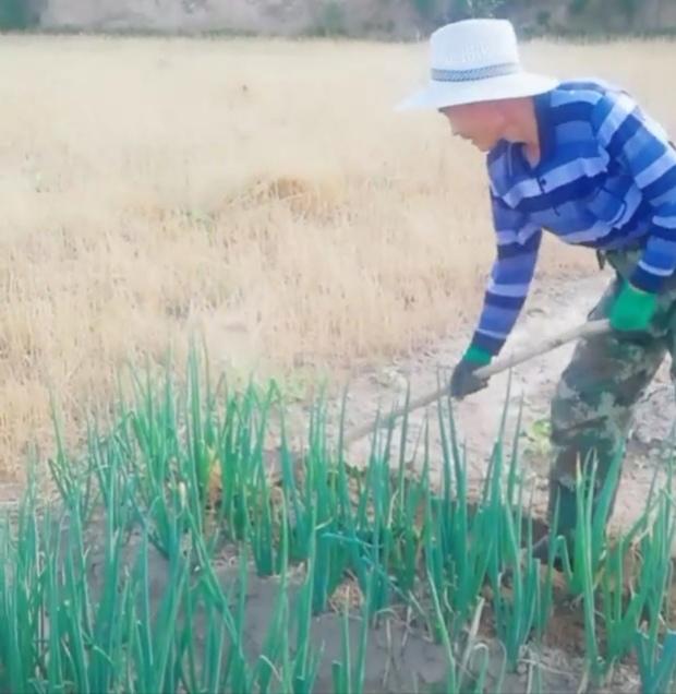 大葱种植生产的二个重要环节，做好这点，葱白长、葱白粗、产量高