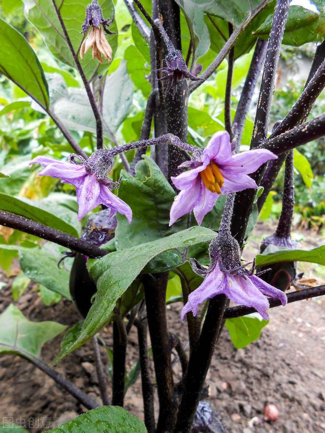 茄子种植要求深栽，这与农谚“茄子深了光掉蛋”的说法是否矛盾