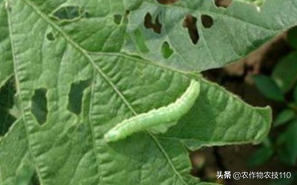 四季豆怎么种植产量高，效益好呢？（内附种植技术要点）