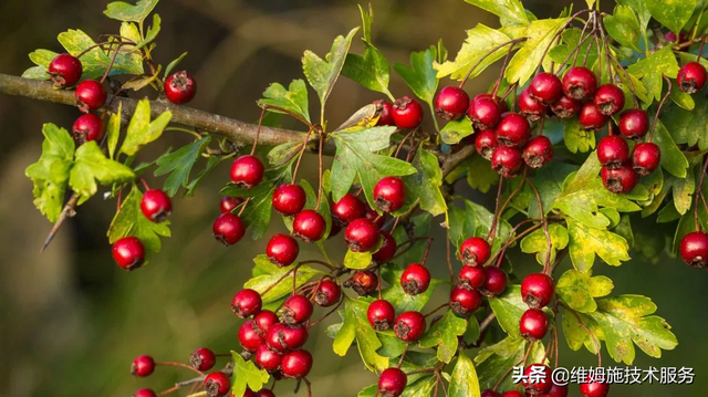 山楂培育种植技术，掌握以下几点，增产又增收