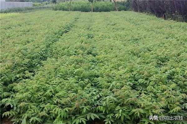 香椿的种植技术，注意这几点，可以变得更简单