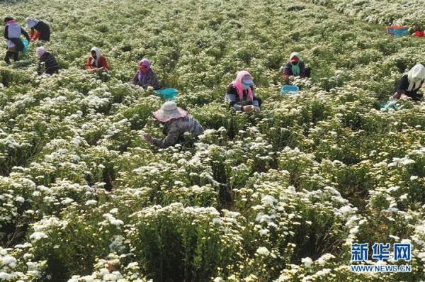 河北滦南：菊花香飘致富路