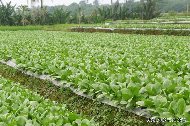 种植蔬菜必备知识，先学会浇好三种水，施好三种肥，你会吗？