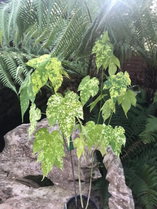 盆栽地栽可以长得很好的5种灌木花卉，冬春时节真少不了这些花