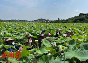 太空莲种植里面养龙虾(零陵夏阳：莲子“莲”通村民幸福路)