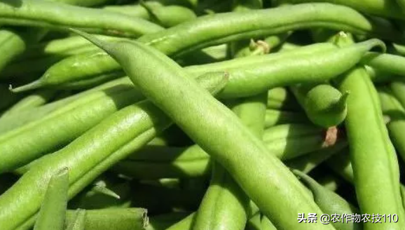 四季豆怎么种植产量高，效益好呢？（内附种植技术要点）