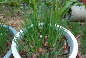 阳台大蒜种植(阳台种菜的3大“技巧”，每盆都旺盛，新鲜好吃，谁看了都羡慕)