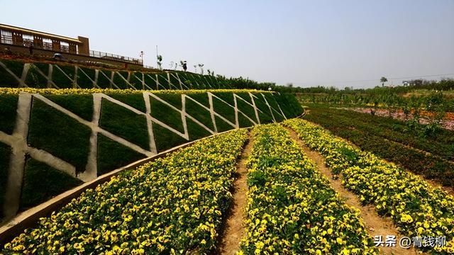 休闲农业园景观植物怎样配置和应用？