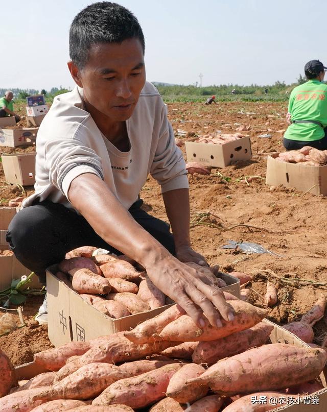 农民种地瓜怎样才能实现高产优收？分享5个种植管理技巧