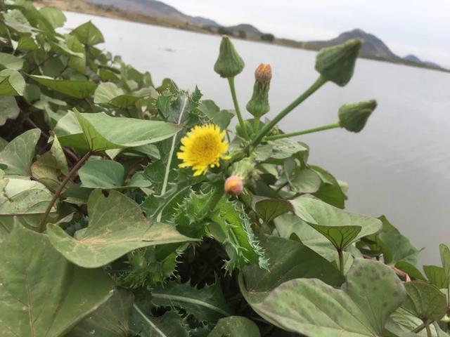 花叶滇苦菜，也叫续断菊，农村田野常见，有啥用处？