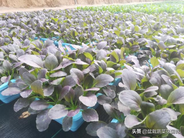 盆栽蔬菜行业2020年现状分析报告，为农业创业人提供参考数据