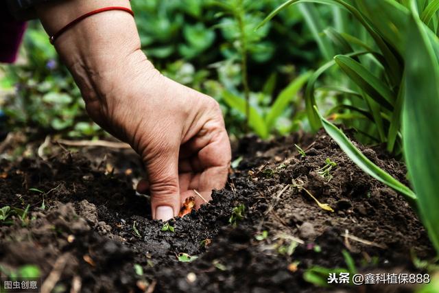 如何正确地防治西瓜重茬病的发生？给瓜农找好了对策