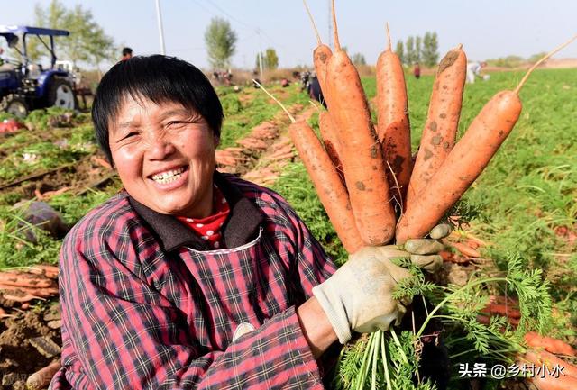 手把手教你种植胡萝卜，什么时间种？如何种？3分钟看明白