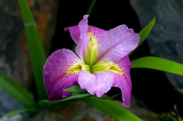 法国国花鸢尾花这样种植才显得出她的浪漫，鸢尾花种植技术送给你