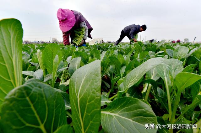 发展绿色有机蔬菜种植，洛阳这里藏着千亩供港“菜园子”