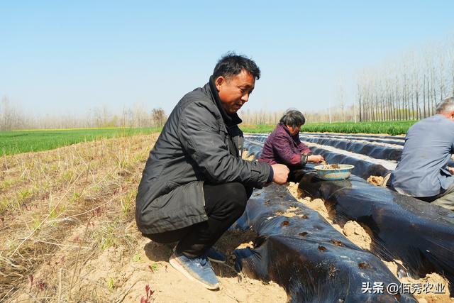 安徽亳州：农作物套种模式的发源地，套种增收使亩效益破万元