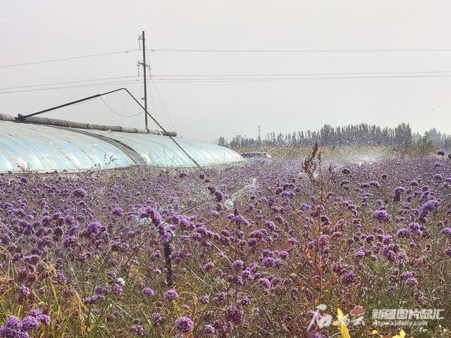 双节走基层丨当科技遇上良田，瞧瞧新疆南疆智慧大棚