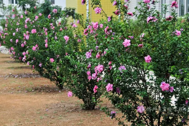 介绍一些北方园林常用的植物品种