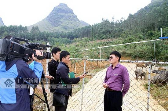 广西宜州：这棵不起眼的野生植物摇身变作农民的“摇钱树”，助力脱贫攻坚，“钱”景光明