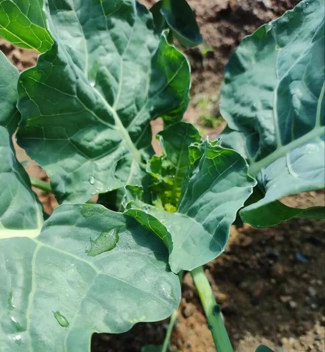 种植有机甘蓝花椰菜西兰花在连坐期施这种肥