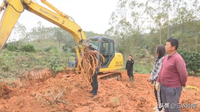 牛大力大丰收，每天花2000元请钩机来帮挖，还引来外地美女收购商