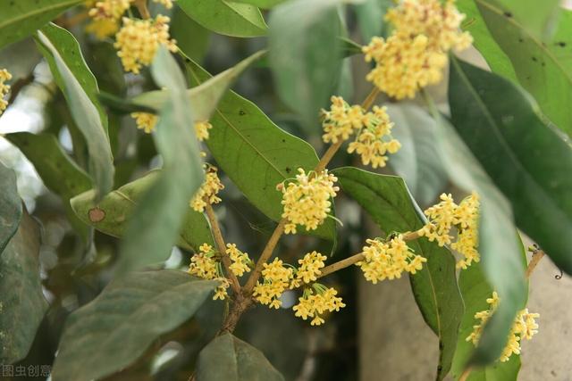 桂花树园林种植：如何种植桂花树，桂花树的栽培要点和技巧