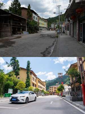 重庆农村种植(（经济）重庆石柱：黄精种植助农走上致富路)