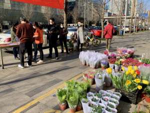 成都绿萝种植基地(成都锦江汇泉路社区合力救花 线上销售上百盆鲜花)