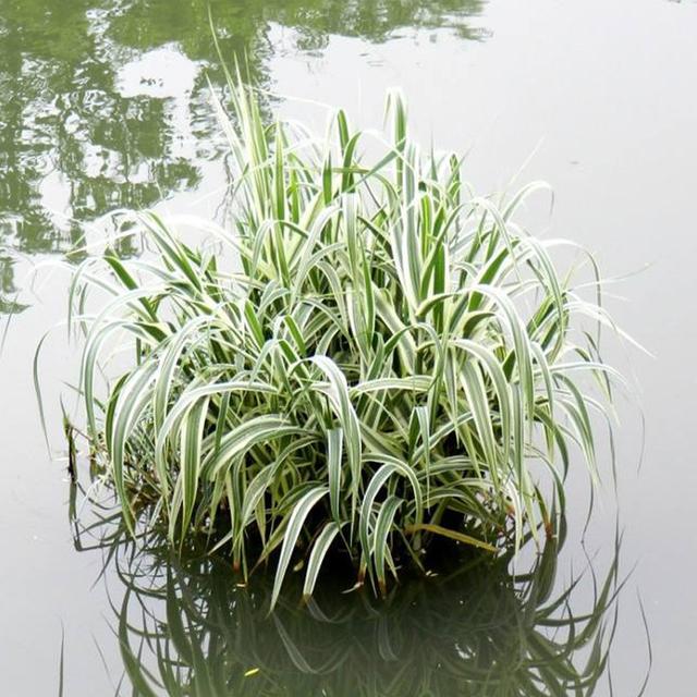 基金项目：花叶芦竹繁殖方法其种植技术和规定